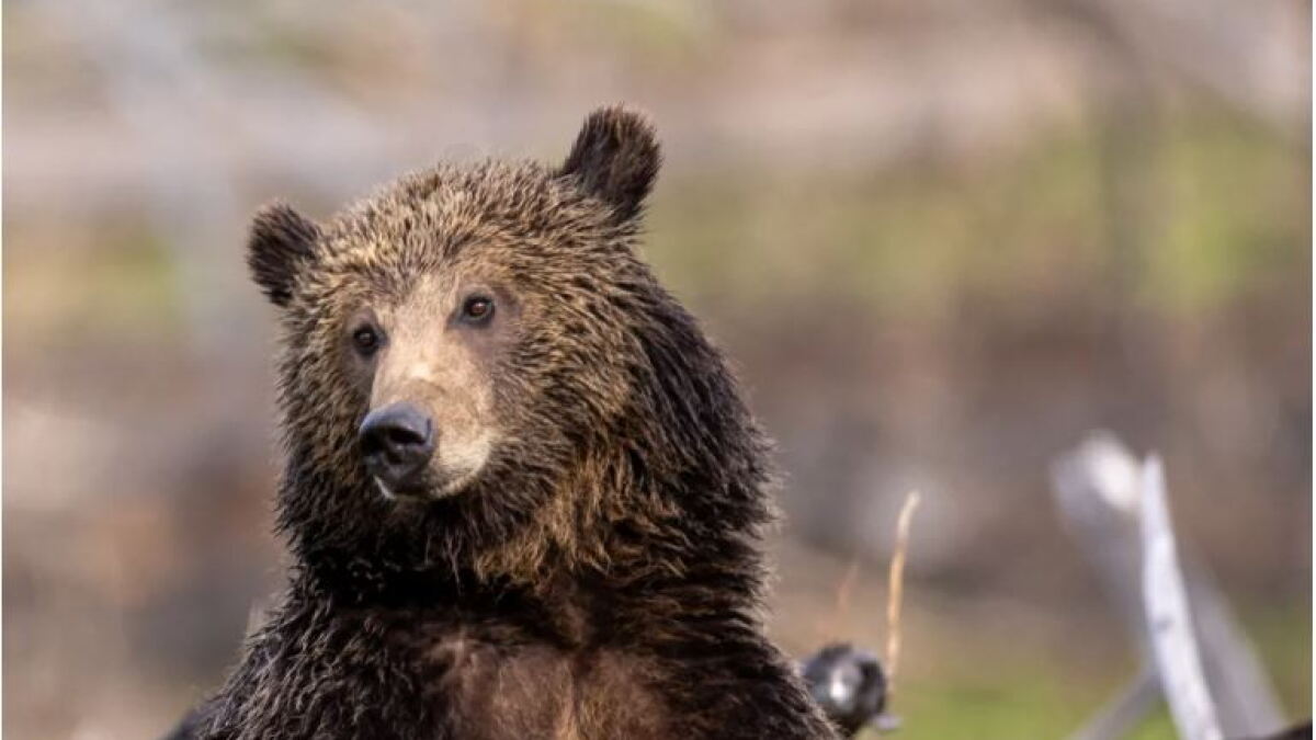 Opinion - States must not determine the fate of grizzly bears